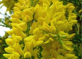 laburnum-alpinum-pendulum-p365-618_medium