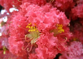 lagerstroemia-commanche2