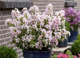 lagerstroemia_with_love_babe_0015001__10676