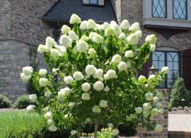 limelight-hydrangea-tree-1_fgt_1024x1024