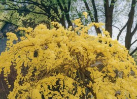 lindera
