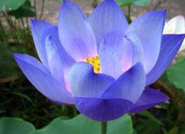 lotus-flower-seeds-nelumbo-nucifera-diamond-blue-plant
