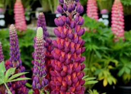 lupinus-west-country-masterpiece-1539703264_l