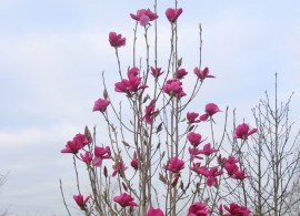 magnolia-livingstone-03