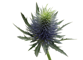 marginpar_eryngium_supernova_detail2