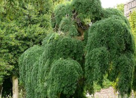 medium_sophora_japonica_pendula
