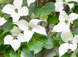 mg_3118-cornus-kousa-china-girlv2-e94bbd9