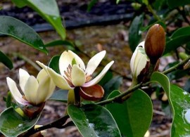 michelia-coco-flower