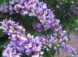 millettia-grandis-from-growing-friends