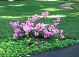 mini-crepe-myrtles-dwarf-crape-myrtle-miniature-crape-myrtle-bushes-mini-crepe-myrtle-bushes8