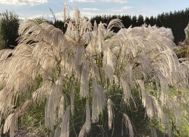 misc_silvercha_h705819