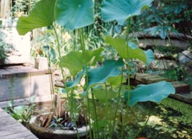 nelumbo-nucifera-sacred-lotus-egyptian-lotus-w300