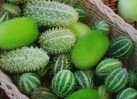 ogórek-ozdobny-cucumis-sp.-mix-odmian-1