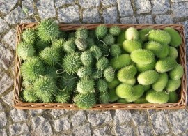 ogórek-ozdobny-cucumis-sp.-mix-odmian-6