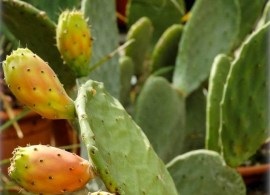 opuntia-robusta-feigenkaktus9