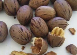 orekh_pekan_pamyat_shredera_zakrytyy_koren-11665460177593