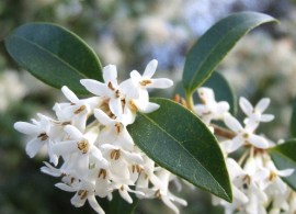 osmanthus-burkwoodii-hedging-p76-4332_zoom