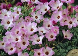 oxalis-adenophylla