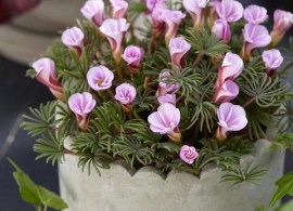 oxalis-autumn-pink-2_grande