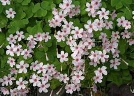 oxalis-crassipes-cherry-spritzer.i-12350.s-65716.r-2_1024x1024