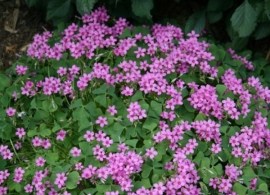 oxalis-crassipes-rosea.i-9758.s-62544.r-1_1024x1024