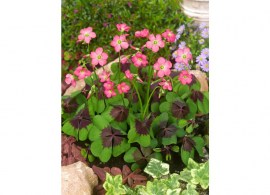 oxalis-deppei-iron-cross-1_12