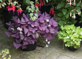 oxalis-triangularis-1