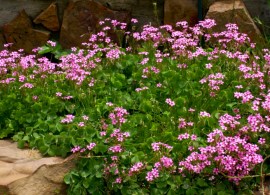 oxallis