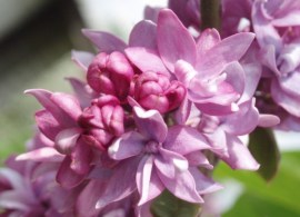 p5034231