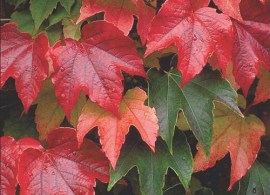 parthenocissus-tricuspidata-veitchii_4