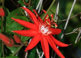 passiflora-vitifolia-1