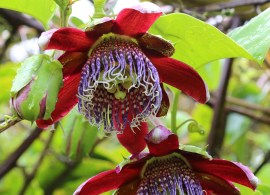 passiflora_alata-img_9718