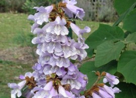 paulownia-fortunei