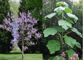 paulownia-tomentosa