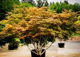 peaches-and-cream-jap-map-1-600x450