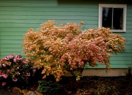 peaches-and-cream-jap-map-2