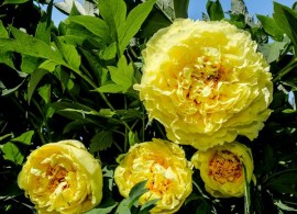 peony-yellow-crown-1_grande