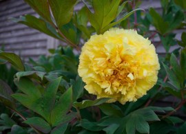peony-yellow-crown-5_1024x1024