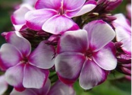 phlox-paniculata-neon-flare1
