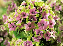 phlox-paniculata-sherbet-blend-1