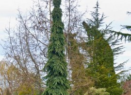 picea-glauca-pendula-9618