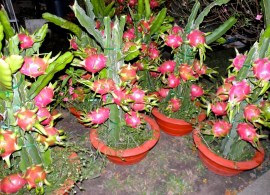 pitakhajya