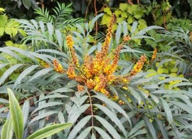 plant_30667_user_1656_20220505001726