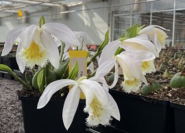 pleione-glacier-peak
