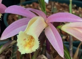 pleione-sunisa