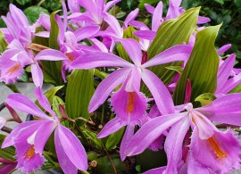 pleione-tibesti