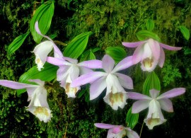 pleione_limprichtii_