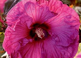 plumcrazyhibiscus