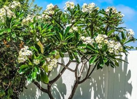 plumeria-white-backyard-edited