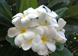 plumeria_alba_2048x